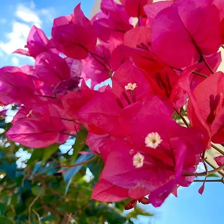 Nissi 3 Pool View Apartament Ayia Napa