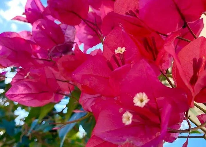 Nissi 3 Pool View Lejlighed Ayia Napa